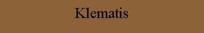 Klematis